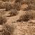 Deserts and Xeric Shrublands