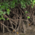Mangroves
