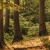 Temperate Broadleaf and Mixed Forests