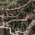 Tropical and Subtropical Dry Broadleaf Forests