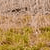 Tropical and Subtropical Grasslands, Savannas and Shrublands