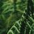 Tropical and Subtropical Moist Broadleaf Forests