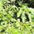 Foliage or shrubs