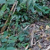 Forest floor