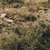 Grassland or savanna
