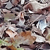 Leaf litter