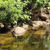 Riparian or wetlands