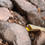 Rocks, crevices or burrows