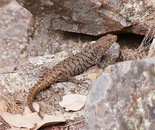 Egernia cunninghami
