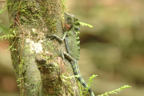 Gonocephalus grandis