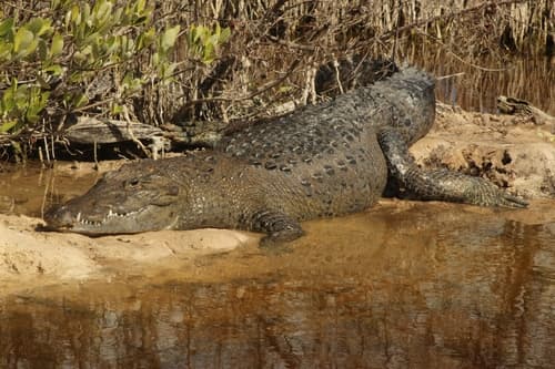 Crocodylus moreletii