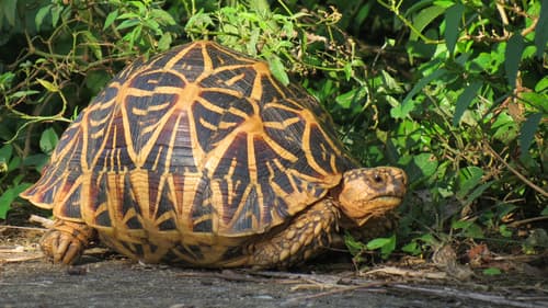 Geochelone elegans