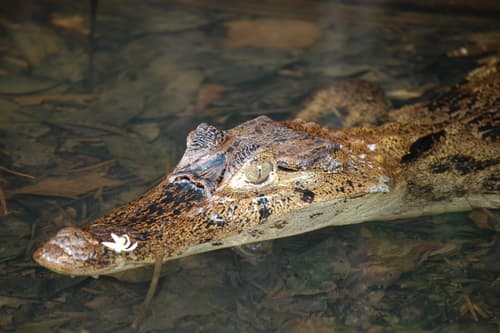 Caiman crocodilus
