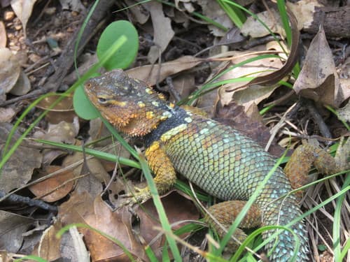 Sceloporus serrifer cyanogenys