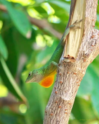 Anolis grahami