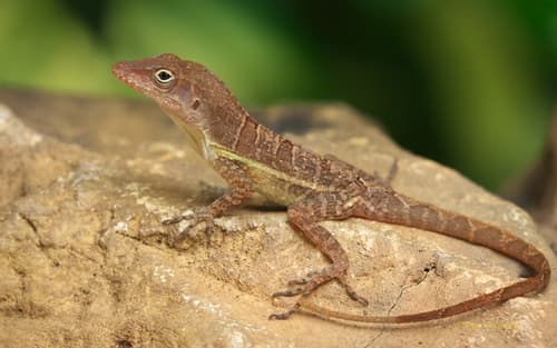Anolis lineatopus