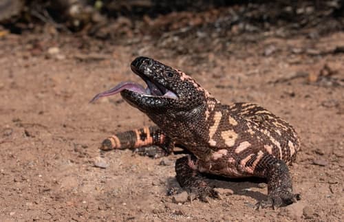 Heloderma suspectum
