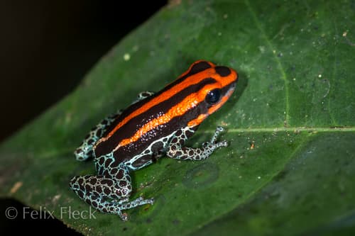 Dendrobates ventrimaculatus