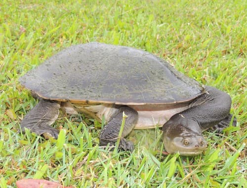 Chelodina expansa