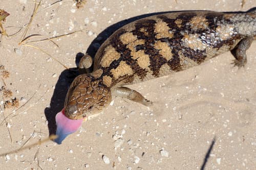 Tiliqua nigrolutea