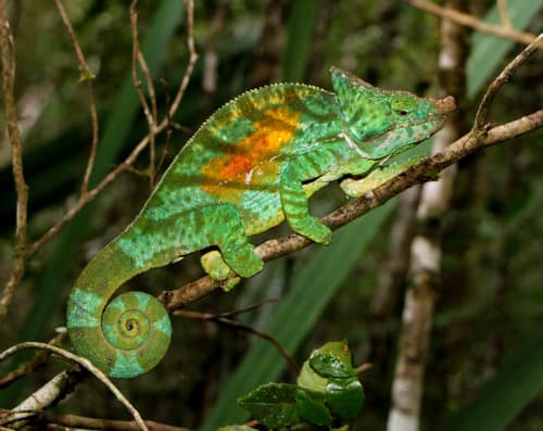 Calumma parsonii