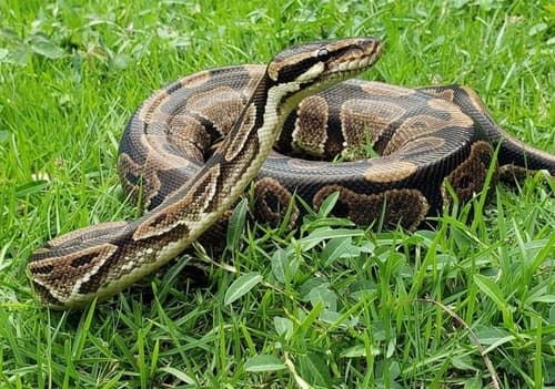 Python regius