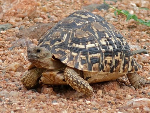 Geochelone pardalis