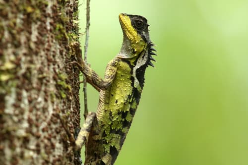 Acanthosaura lepidogaster