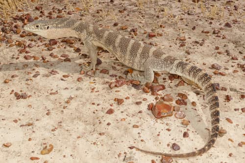 Varanus spenceri