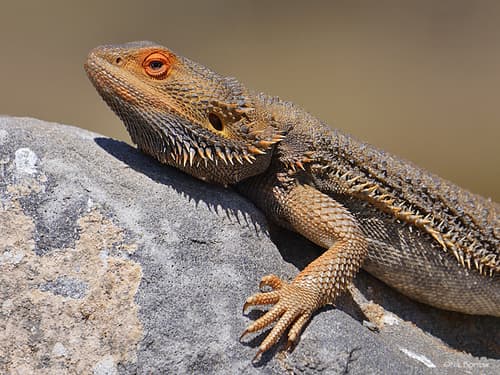 Pogona vitticeps