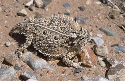 Phrynosoma cornutum