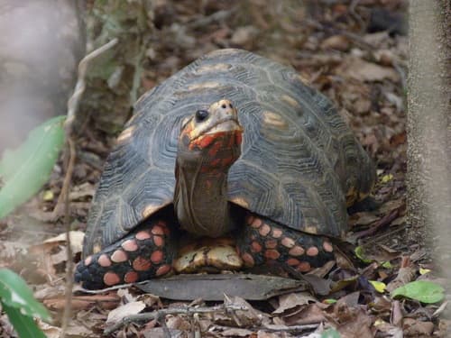 Geochelone carbonaria