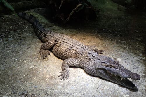 Crocodylus mindorensis
