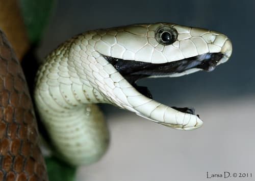Dendroaspis polylepis
