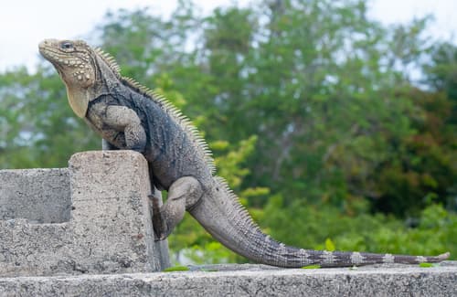 Cyclura nubila