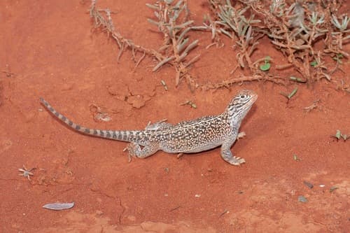 Ctenophorus nuchalis