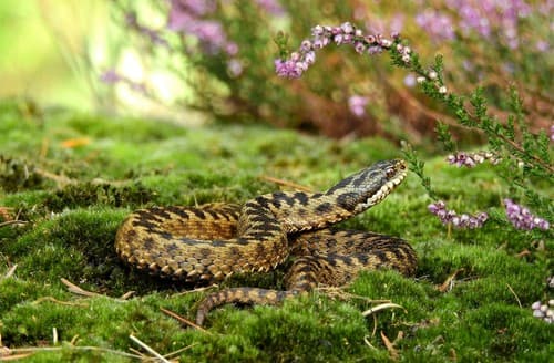Vipera berus