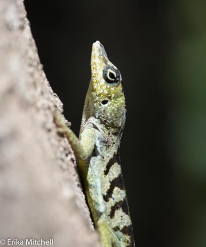 Anolis roquet summus