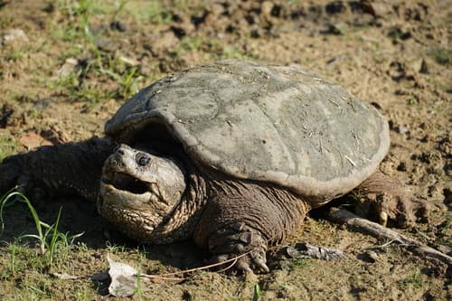 Chelydra serpentina
