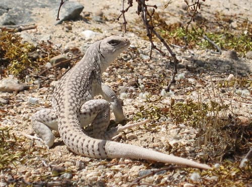Dipsosaurus dorsalis
