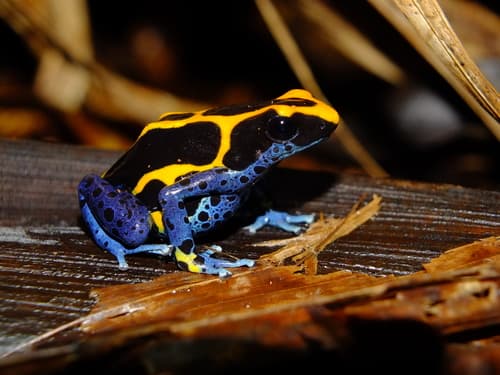 Dendrobates tinctorius / azureus