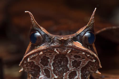Megophrys nasuta