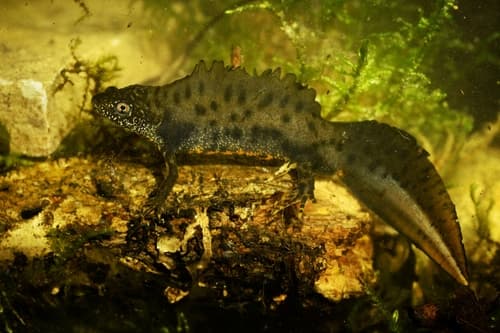 Triturus cristatus