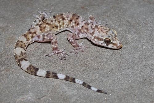 Gecko gecko