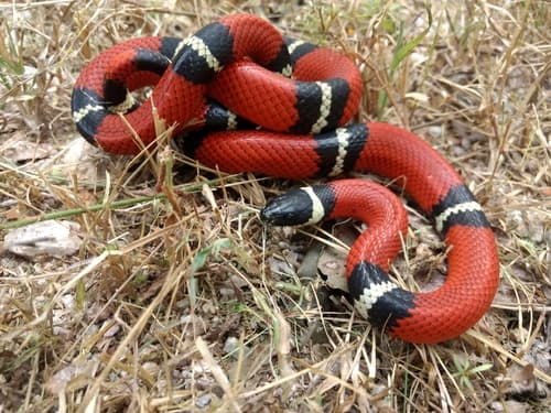 Lampropeltis triangulum sinaloae