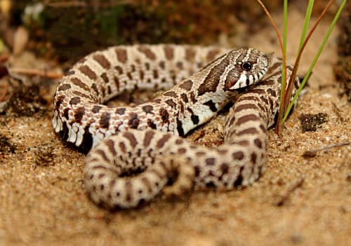 Heterodon nasicus nasicus