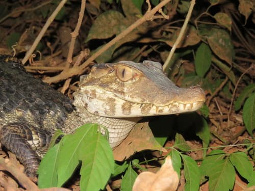 Paleosuchus palpebrosus