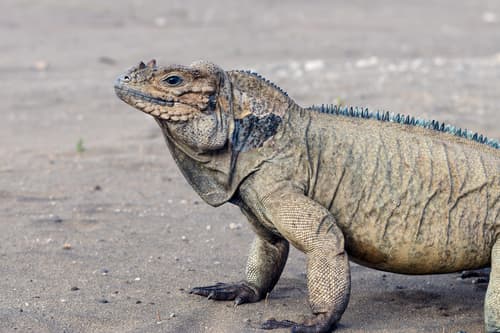 Cyclura cornuta cornuta