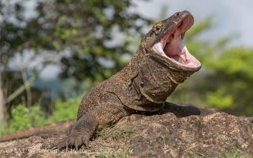 Varanus komodoensis