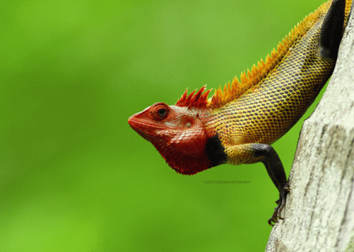 Calotes versicolor